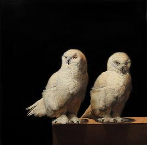 Rescued Snowy Owls