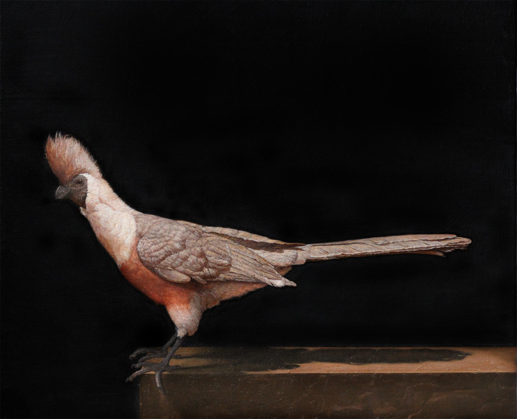 Barefaced GoAway Bird  18 in  x 22 in